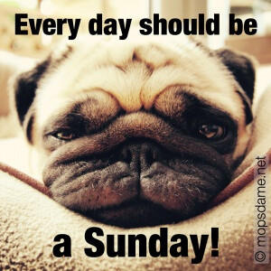 Every day should be a sunday! Pug Zoé