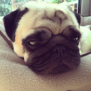 Mops Zoé träumt