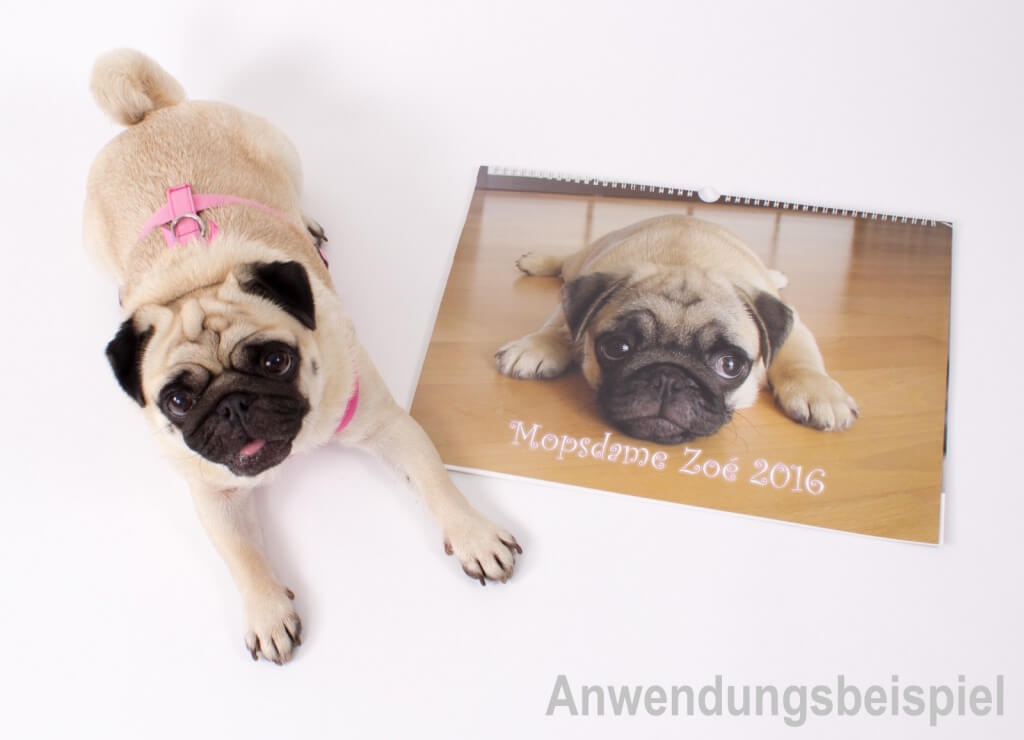 Wandkalender 2016 groß Mops