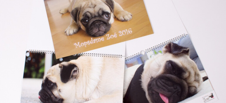 Kalender für 2016 mit der kleinen Mopsdame Zoé