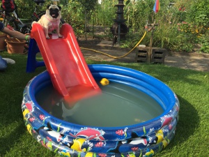 Mops auf Wasserrutsche