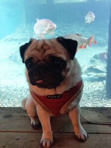 Mops im Aquarium