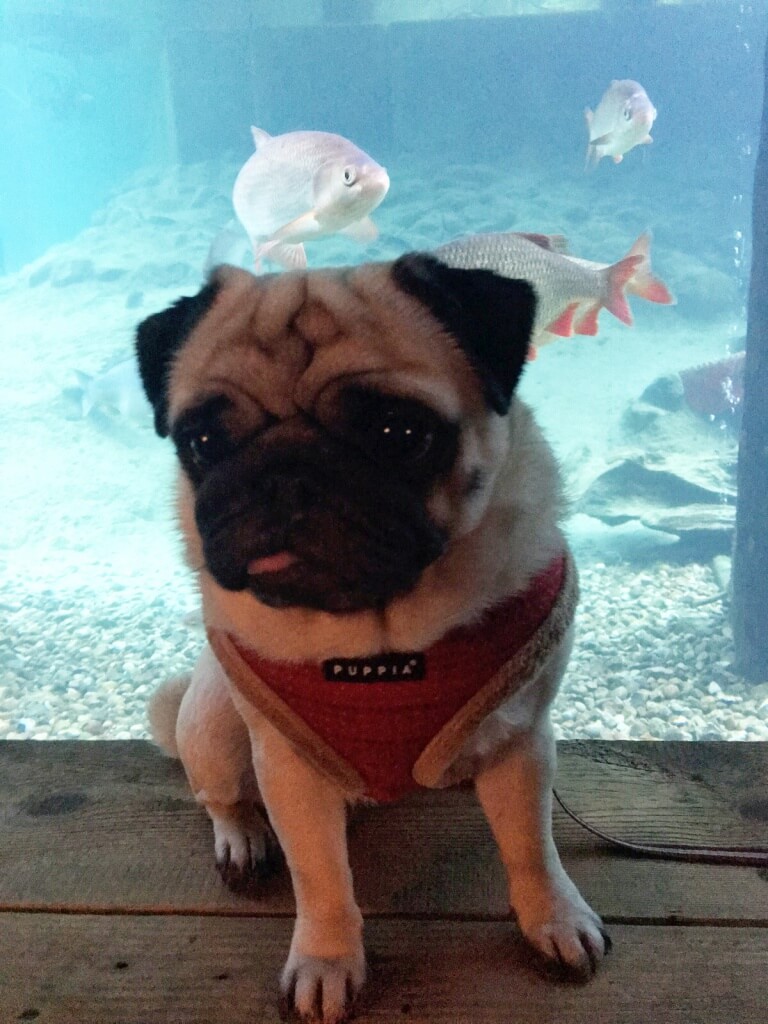 Mops im Aquarium