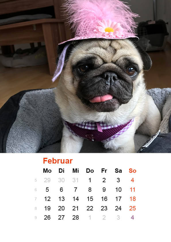 Mopsdame_2018_jpg3