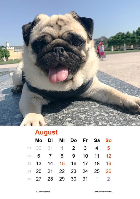 Kalender 2018 Mops. Monat August