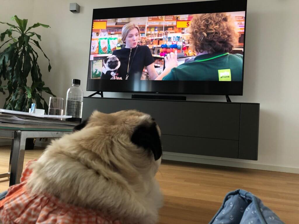 Ein Mops zum verlieben. 